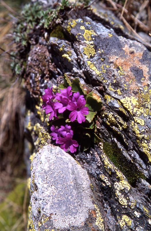 Primula hirsuta, 10 mai 2003, Bious Artigues (64)