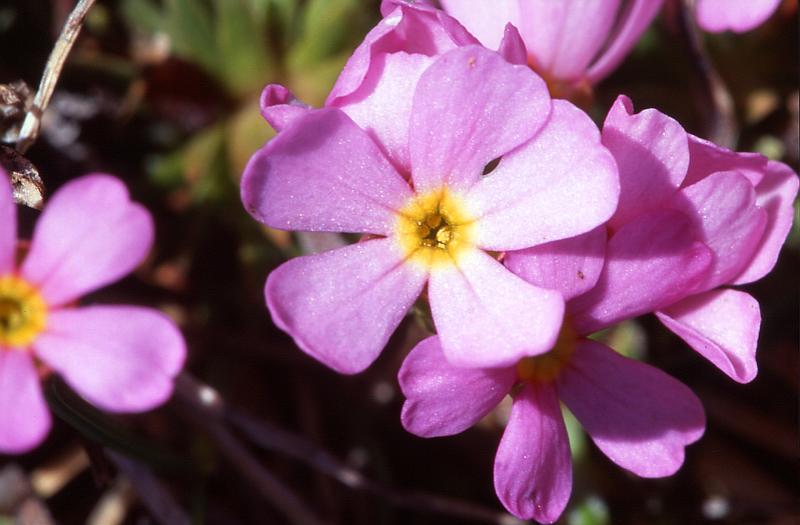 Androsace carnea, 10 mai 2003, Bious Artigues (64)