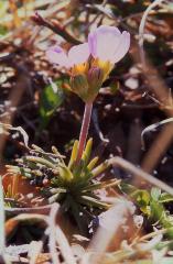 Androsace carnea, 10 mai 2003, Bious Artigues (64)