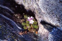 Androsace carnea, 10 mai 2003, Bious Artigues (64)