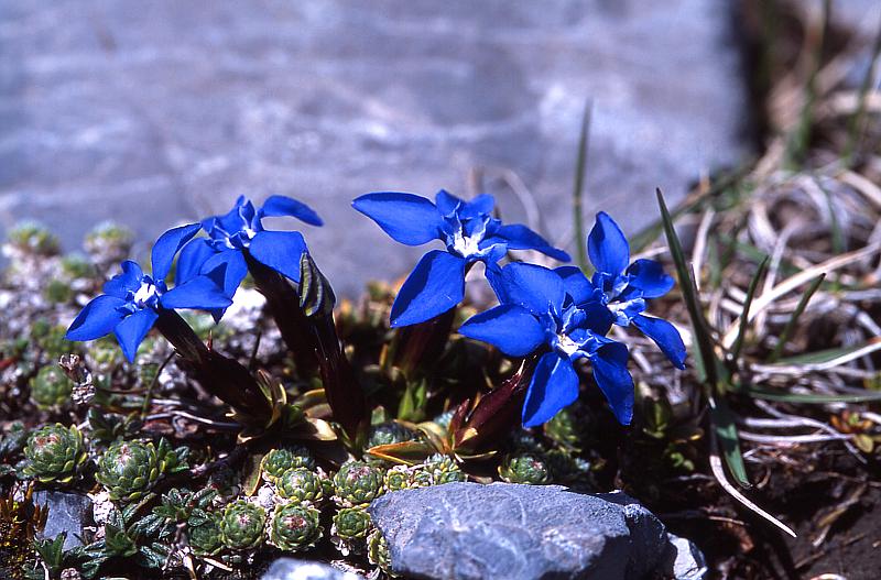 Gentiana verna, 10 mai 2003, Lacs d'Ayous (64)