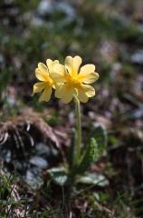 Primula intricata, 10 mai 2003, Bious Artigues (64)