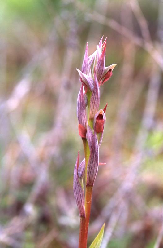 Serapias parviflora, 11 mai 2003, Arjuzanx (40)