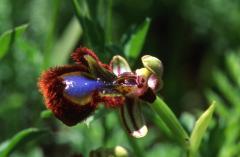 Ophrys ciliata, 17 mai 2003, Jaca (Aragon)