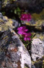 Primula hirsuta, 18 mai 2003, Bious Artigues (64)