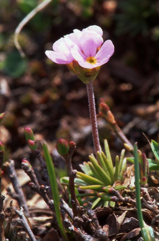 Androsace carnea, 18 mai 2003, Bious Artigues (64)