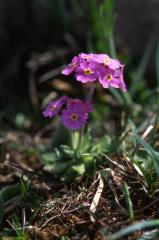 Primula farinosa, 18 mai 2003, Lacs d'Ayous (64)