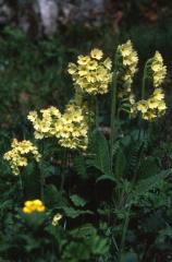 Primula elatior, 18 mai 2003, Bious Artigues (64)