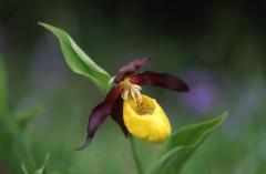 Cypripedium calceolus, 24 mai 2003, Formigal (Aragon)