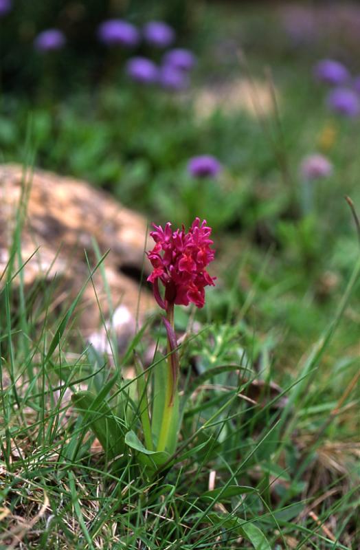 Dactylorhiza sambuccina, 24 mai 2003, Formigal (Aragon)