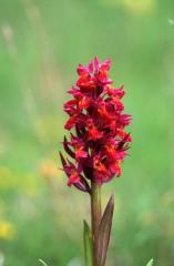 Dactylorhiza sambuccina, 24 mai 2003, Formigal (Aragon)