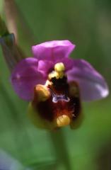 Ophrys tenthredinifera, 27 mai 2003 Erro (Navarre)