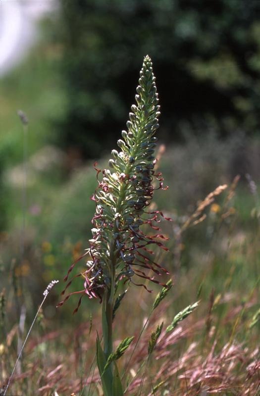 Himantoglossum hircinum, 27 mai 2003, Huarte (Navarre)