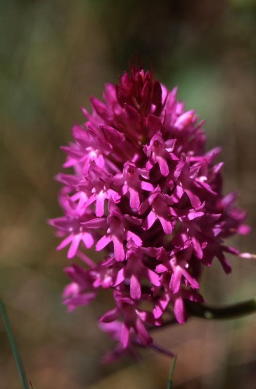 Anacamptis pyramidalis, 27 mai 2003, Huarte (Navarre)