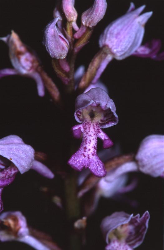 Orchis militaris, 27 mai 2003, Puerto de Oroel (Aragon)