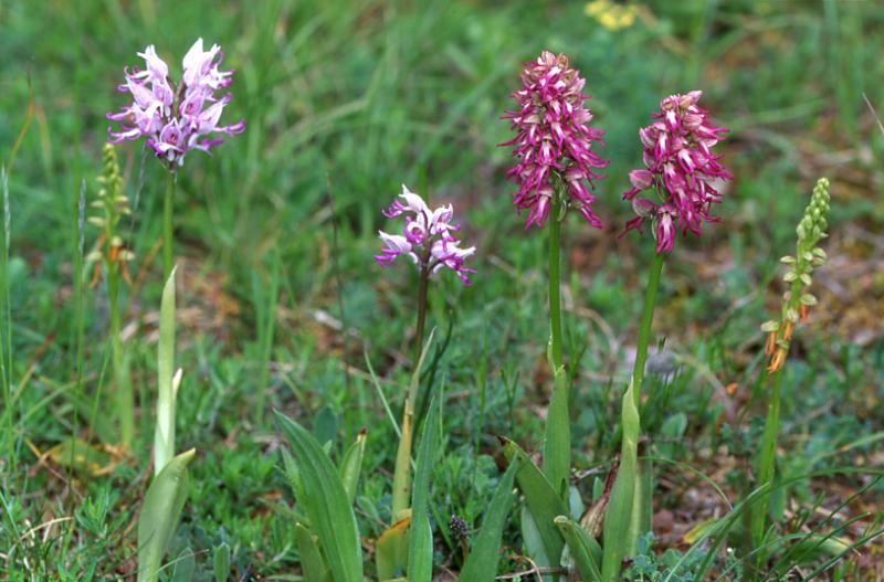 x Orchiaceras bergonii, 28 mai 2003, Le Massegros (48)
station avec parents