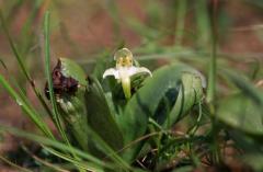 Platanthera chlorantha, 28 mai 2003, Le Massegros (48)