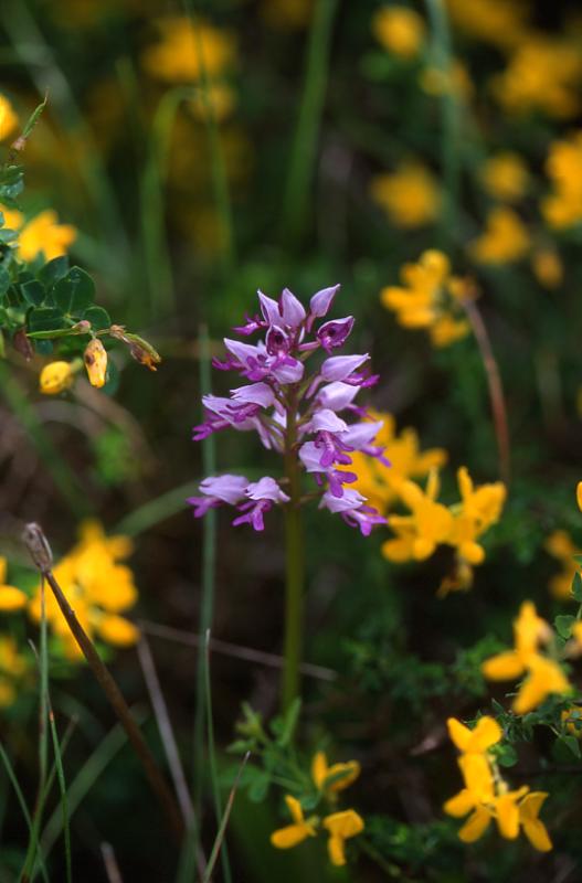 Orchis militaris, 28 mai 2003, Le Massegros (48)