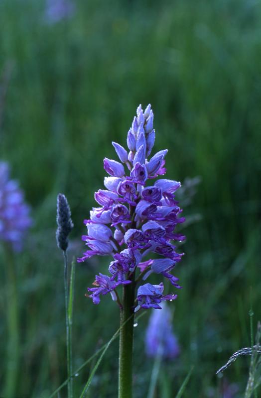 Orchis militaris, 29 mai 2003, Le Massegros (48)