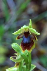 Ophrys aymoninii, 29 mai 2003, Causse Mjean (48)