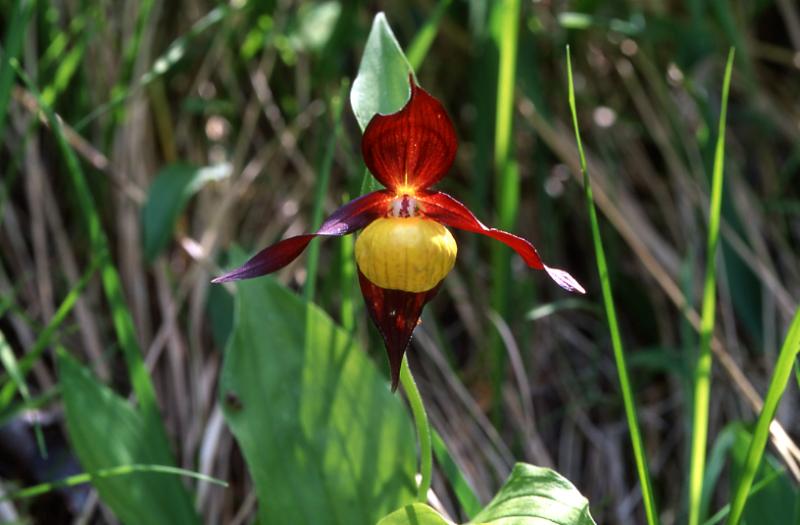 Cypripedium calceolus, 29 mai 2003, Causse Mjean (48)