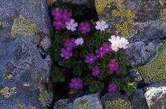 Primula hirsuta, 30 mai 2003, Bious Artigues (64)