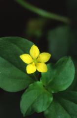 Lysimachia nemorum, 1 juin 2003, Lasseube (64)