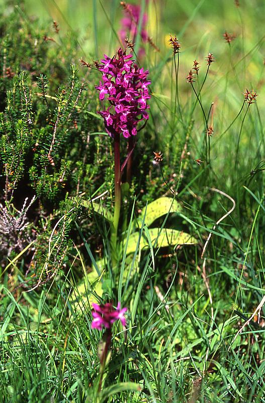 Dactylorhiza alpestris, 7 juin 2003, Valle d'Aspe (64)