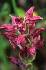 Orchis coriophora, 8 juin 2003, Simorre (32)