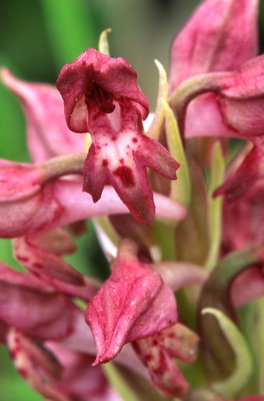 Orchis coriophora, 8 juin 2003, Simorre (32)