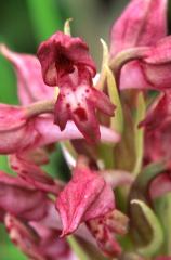 Orchis coriophora, 8 juin 2003, Simorre (32)