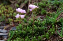 Androsace carnea, 9 juin 2003, Refuge de Pombie (64)