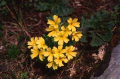 Primula intricata, 9 juin 2003, Bious Artigues (64)