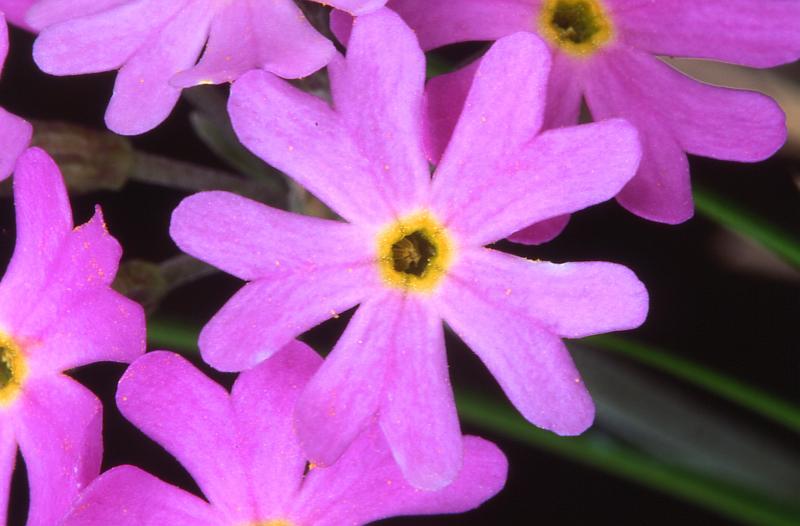 Primula farinosa, 14 juin 2003, Ibon de Acherito (Aragon)