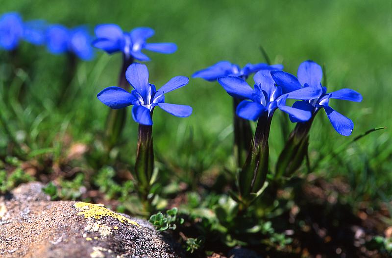 Gentiana verna, 21 juin 2003, Lac Paradis (64)