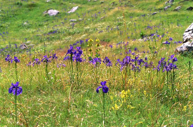 Iris latifolia, 29 juin 2003, Bious Artigues (64)