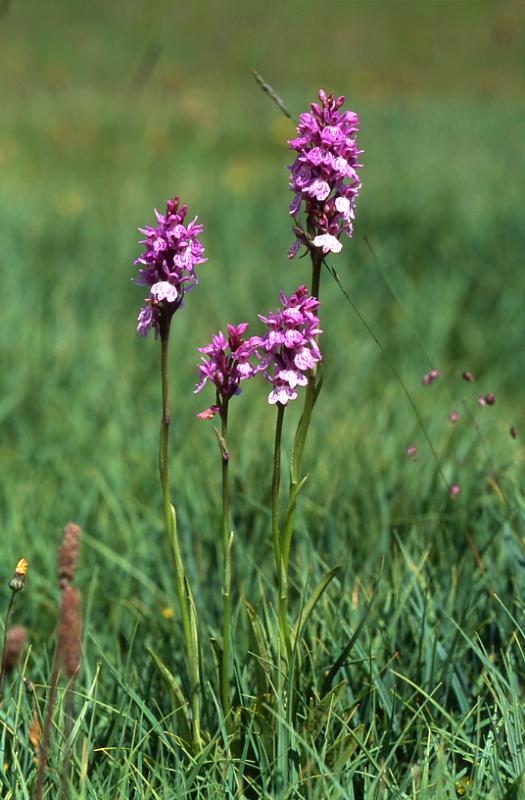 Dactylorhiza maculata, 7 juillet 2003, Col du Pourtalet (64)