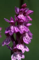 Dactylorhiza maculata, 7 juillet 2003, Col du Pourtalet (64)