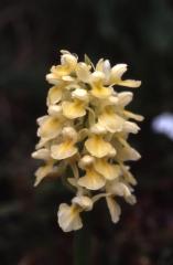 Orchis pallens, 24 mai 2003, Pourtalet (Aragon)