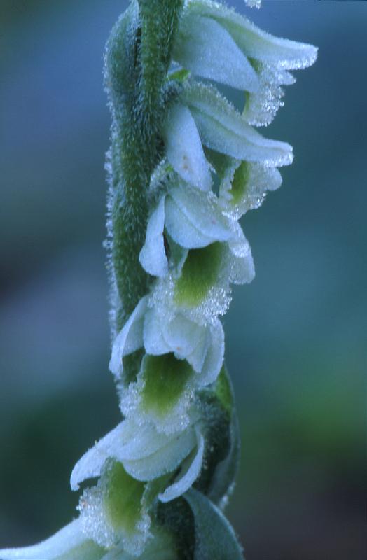 Spiranthes spiralis, 20 septembre 2003, Salies de Barn (64)