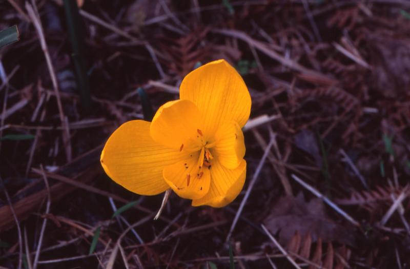 Sternbergia lutea, 14 octobre 2003, Salies de Barn (64)